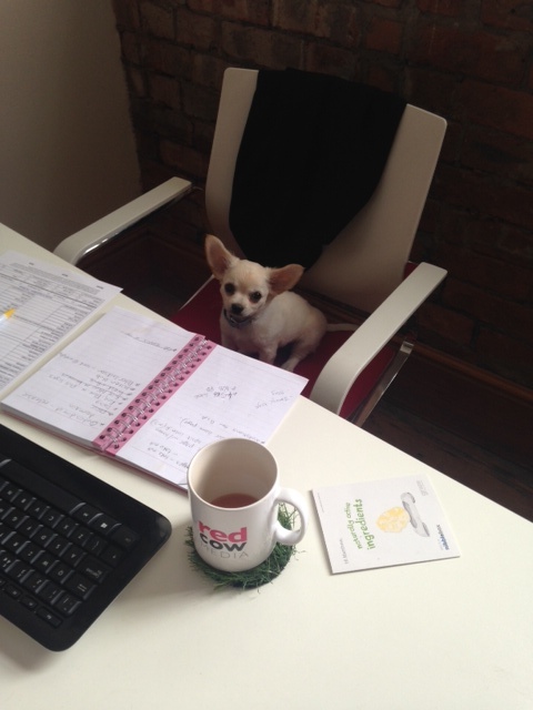 Red Cow's Louie Featured on Napa's Daily Growl